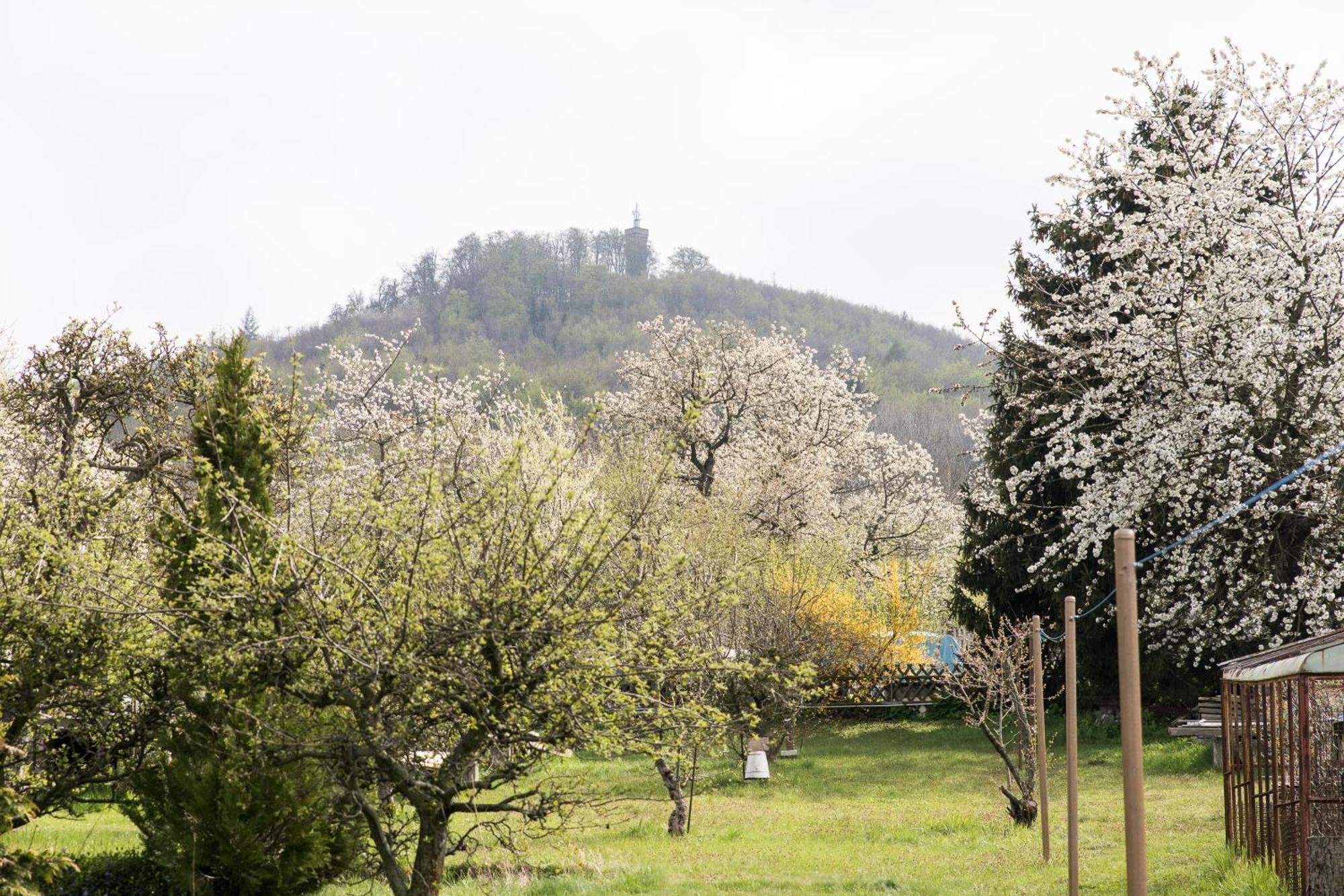 Ferienhaus "Am Staufenberg" بلانكنبرغ المظهر الخارجي الصورة